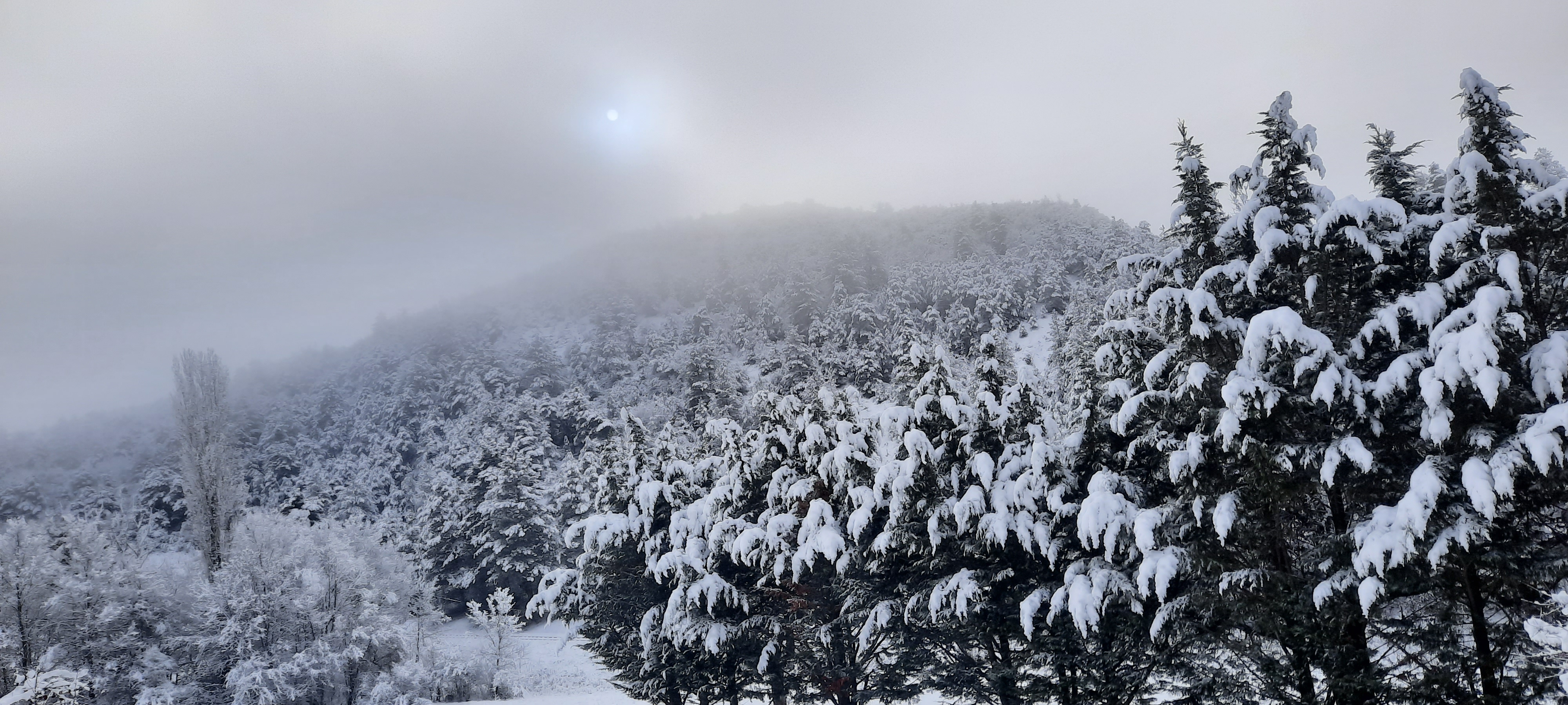 OP Bravo - Foret interdite